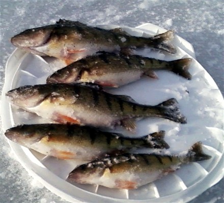 Web perch.jpg