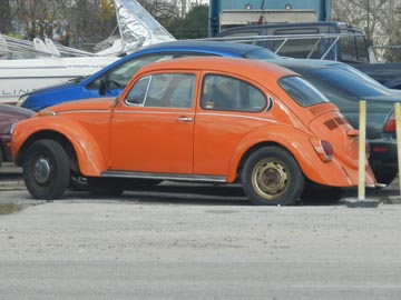 Orange Bug.jpg