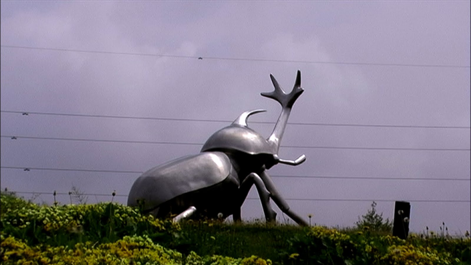 beetle.jpg