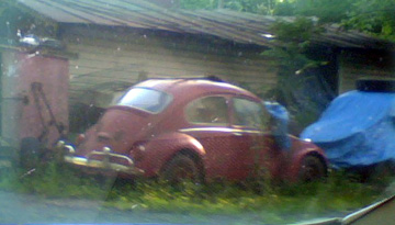 red bug.jpg